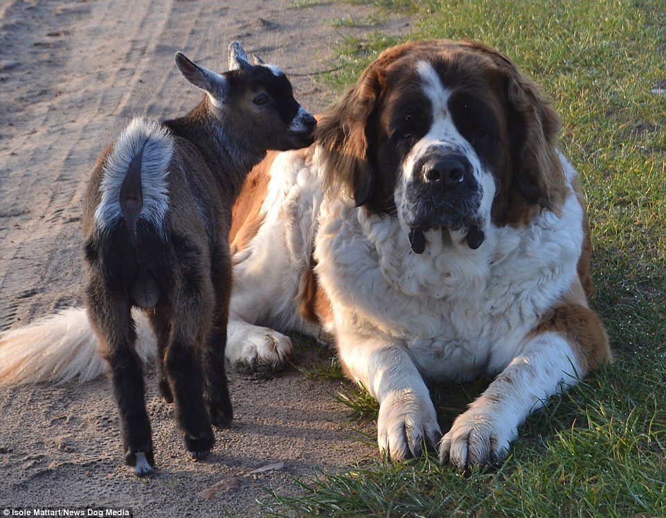 Dúo de Compañerismo: Los Amados Perros Extienden la Amistad a Todas las Criaturas en Joyful Farm
