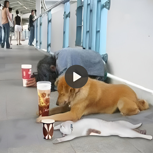 Amistad inquebrantable: las visitas diarias de un perro fiel traen alegría a una anciana ‎