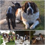 Amistades peludas desatadas: explorando Ɩos conmovedores vínculos entre los anιmaƖes de granja y Ɩos leales compañeɾos caninos